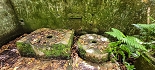 Plants: image 55 Of 208 Thumb